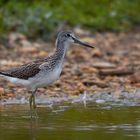 Der Grünschenkel (Tringa nebularia)...