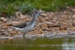 Der Grünschenkel (Tringa nebularia)...