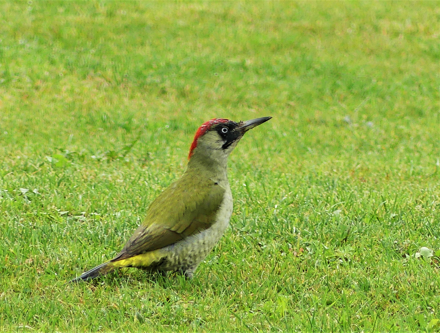 Der Grünspecht auf der Wiese