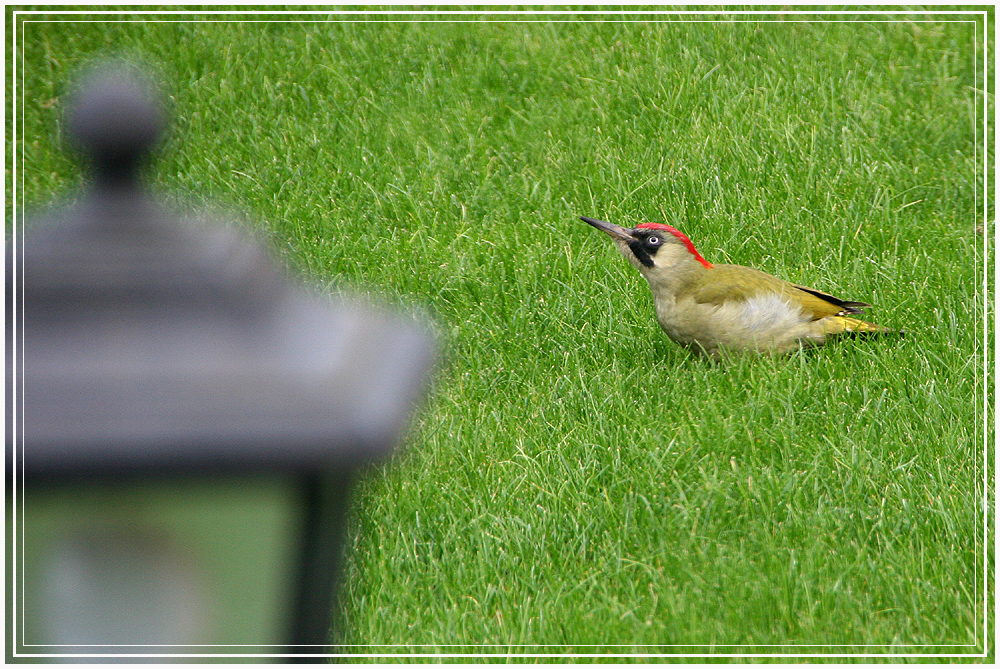 Der Grünspecht im Garten