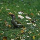 Der Grünspecht im Herbst-Garten 1 von 2