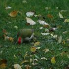 Der Grünspecht im Herbst-Garten 2 von 2