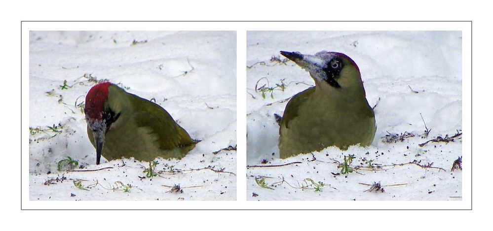 Der Grünspecht im Schnee....