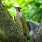 Der Grünspecht in unserem Garten