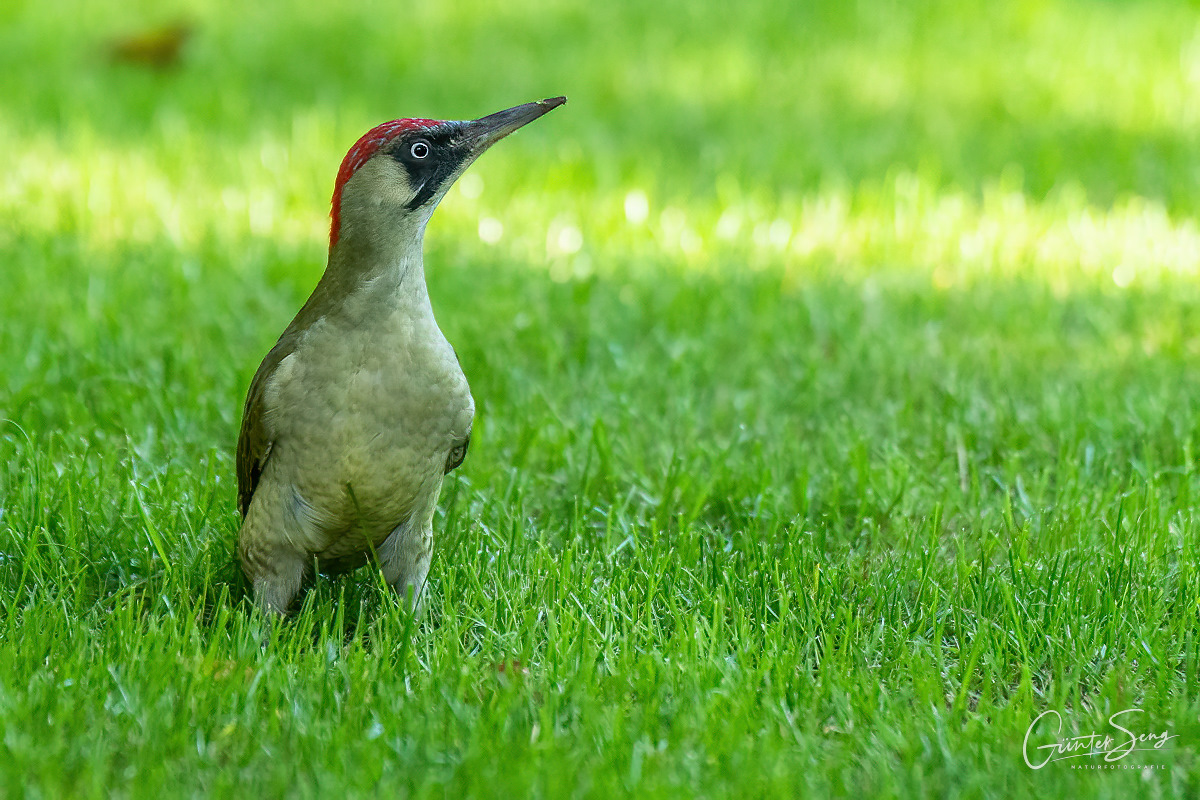 Der Grünspecht (Picus viridis)