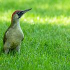 Der Grünspecht (Picus viridis)