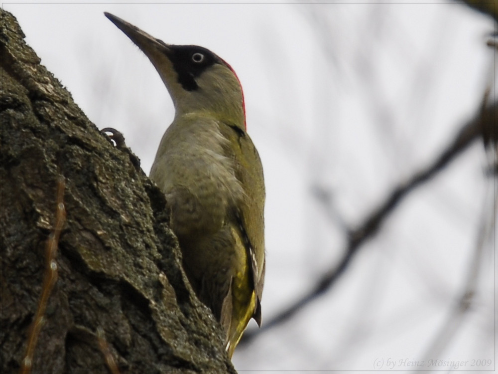 Der Grünspecht (Picus viridis)