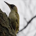 Der Grünspecht (Picus viridis)