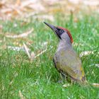 Der Grünspecht (Picus viridis)