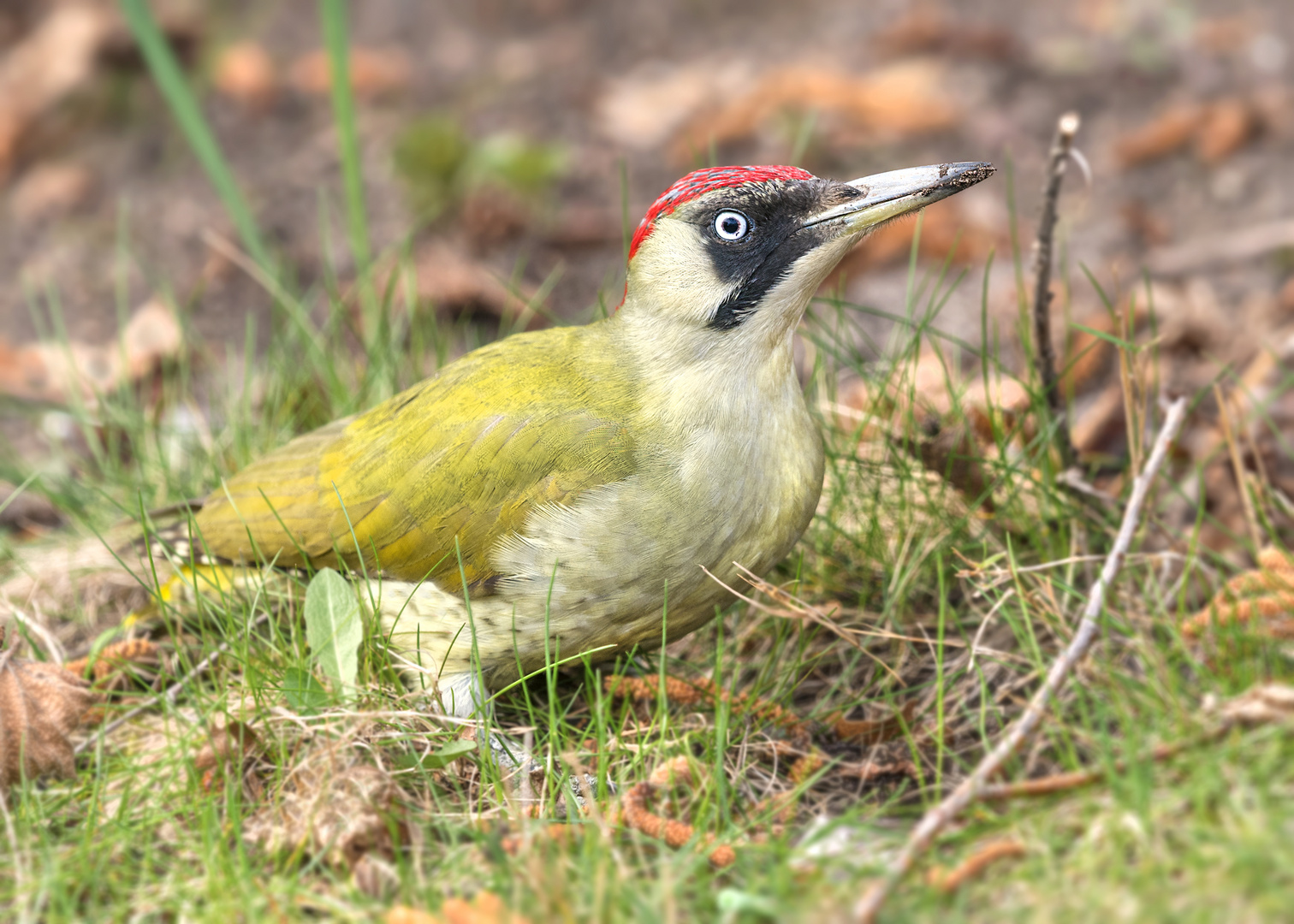 Der Grünspecht (Picus viridis)