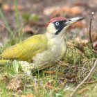 Der Grünspecht (Picus viridis)