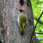 Der Grünspecht : Vogel des Jahres 2014