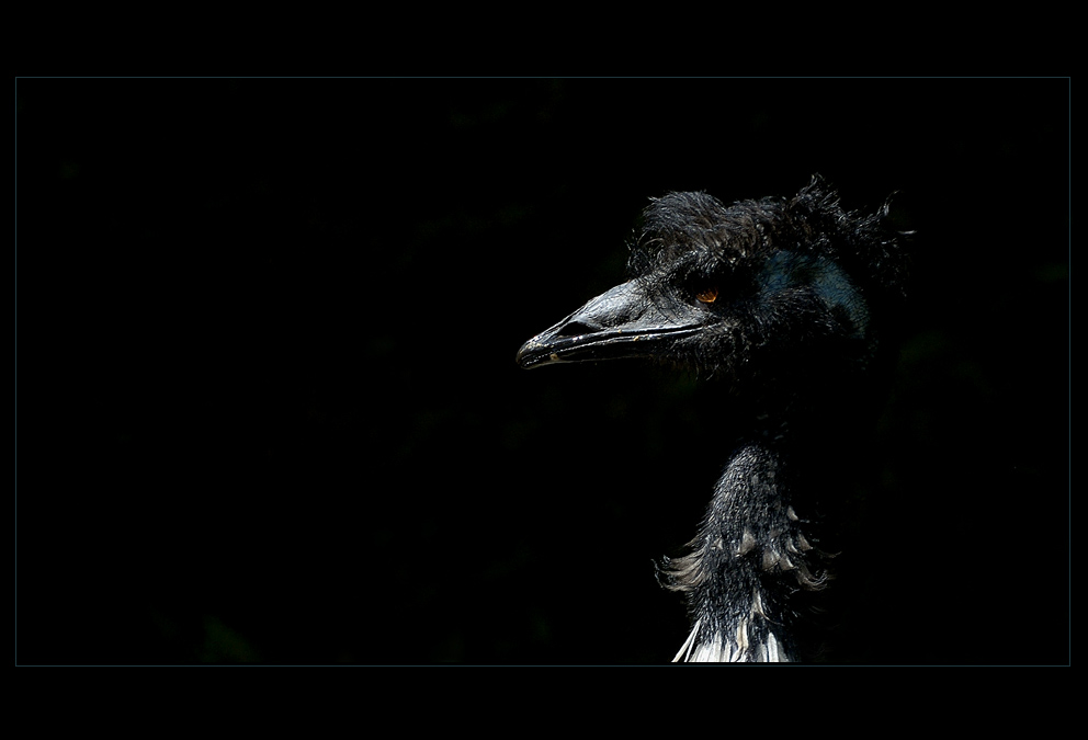 Der gruseligste unter den Emus?