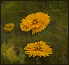 DER GRUSS ZUM WOCHENENDE