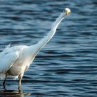 "DER GUCK MICH ABER SCHRÄG AN"