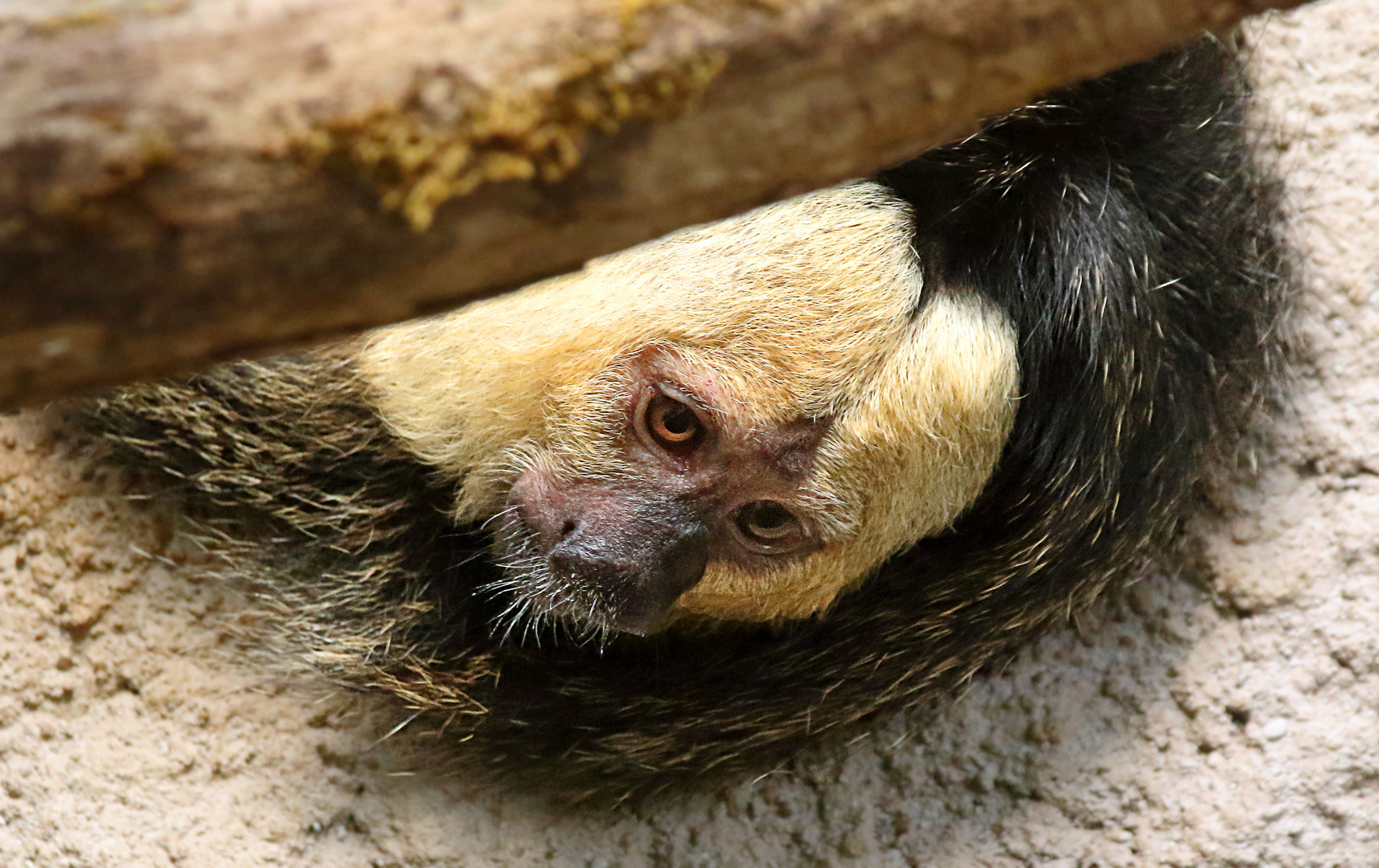 "Der guckt aber frech"  (ISO 3200)