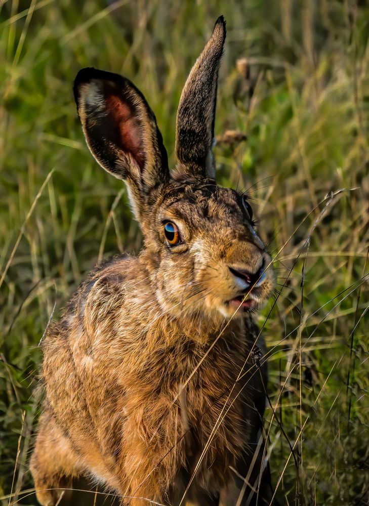 "DER GUCKT ABER ÜBERRASCHT" (1/50 sec.)