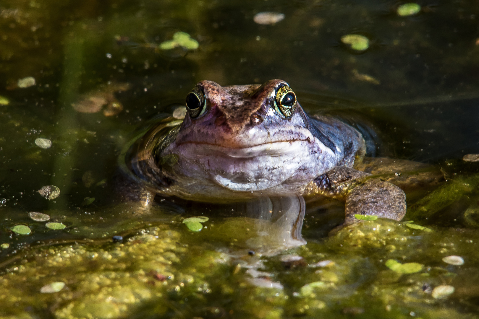 Der guckt mich an