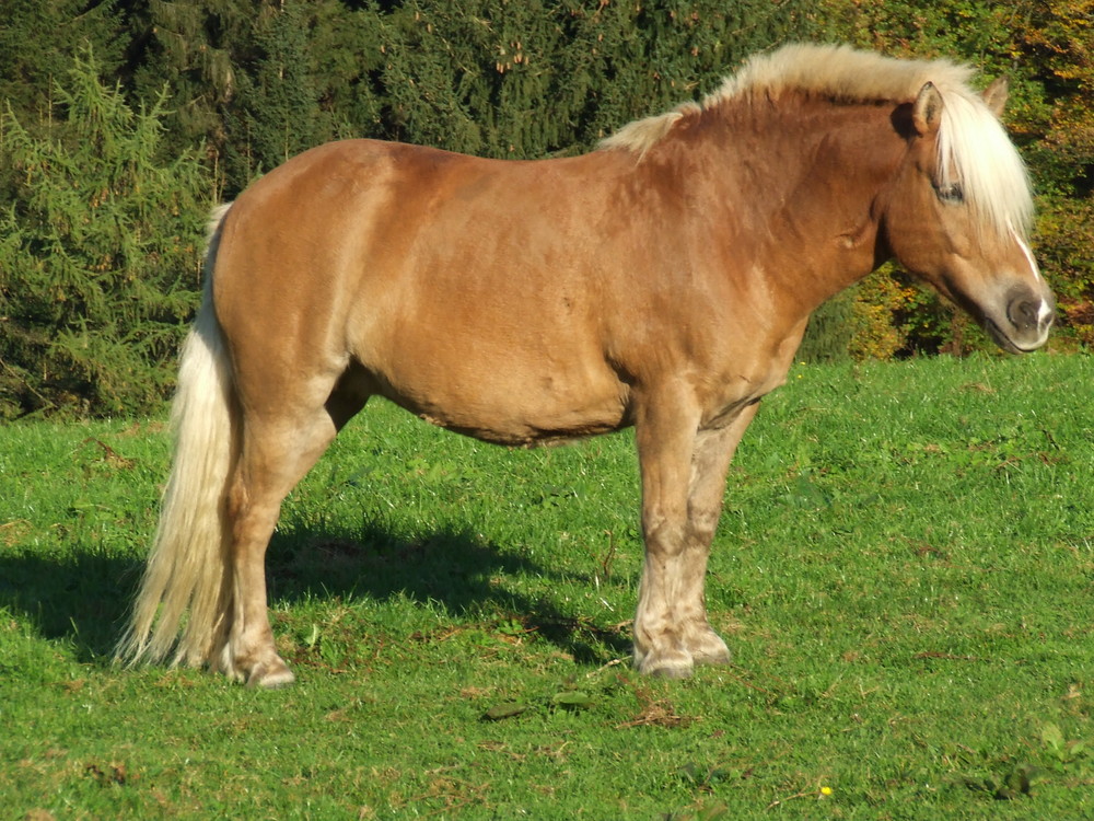 Der Gutaussehende Hengst/Yakisikli At