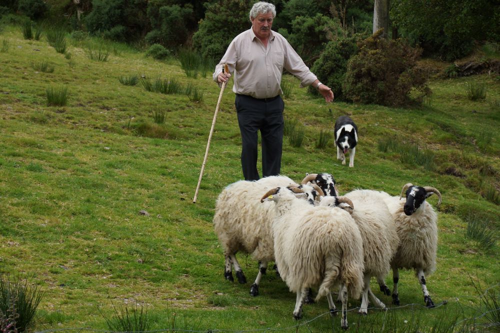 Der gute Hirte Foto &amp; Bild | erwachsene, europe, united kingdom
