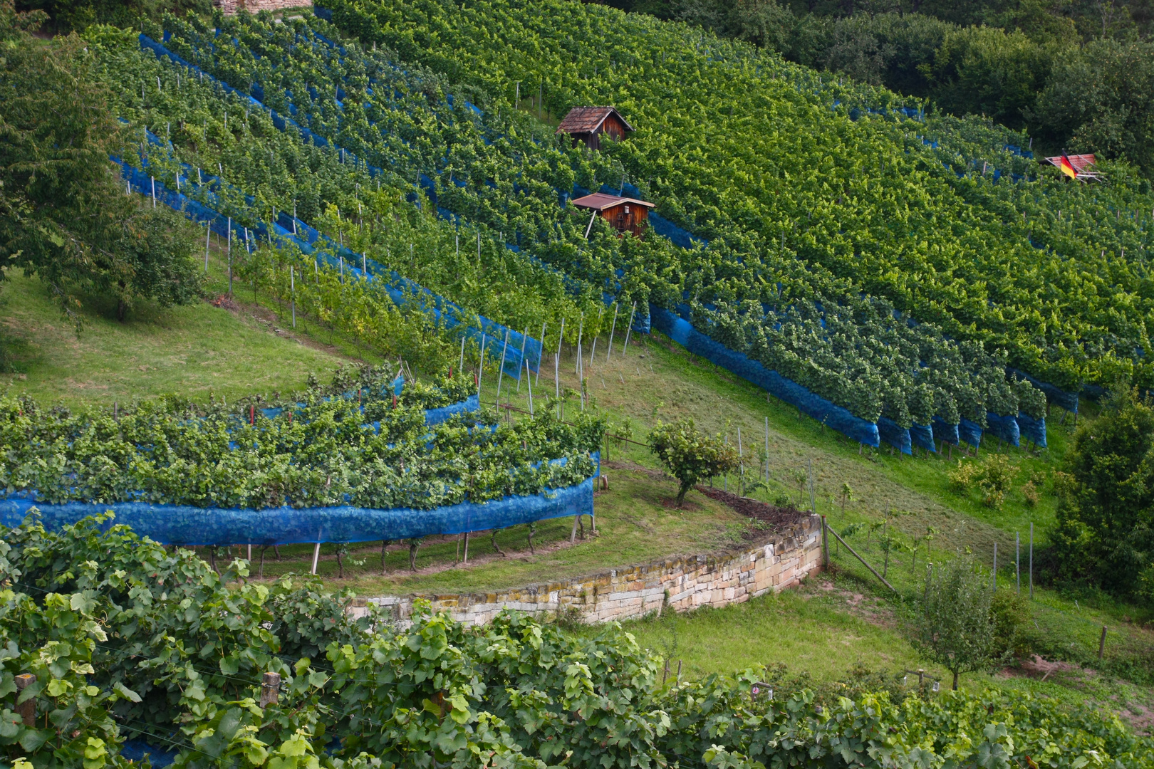 Der gute Wein von Wurmlingen (Rottenburg)