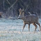 Der Guten Morgen Reh-Bock