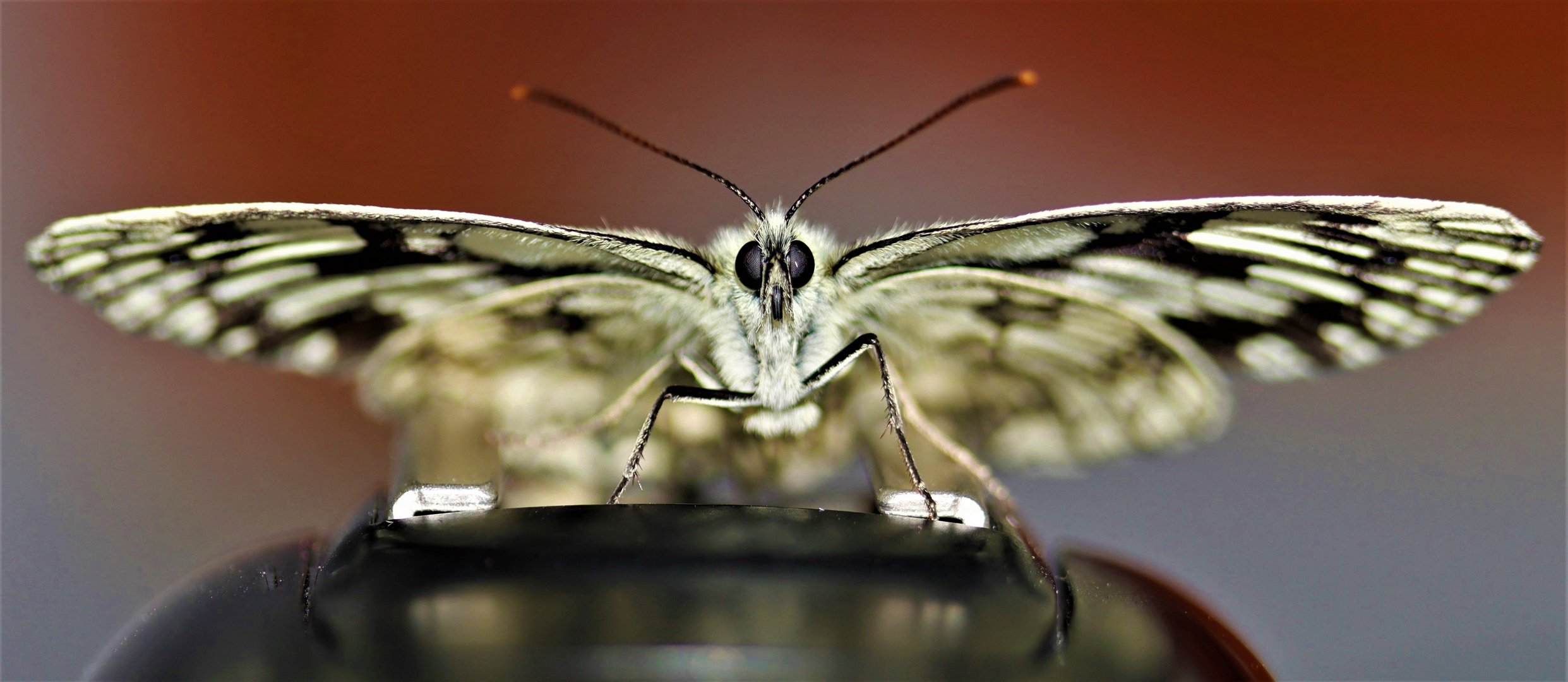 Der "Gutenmorgenlaune" Schmetterling...