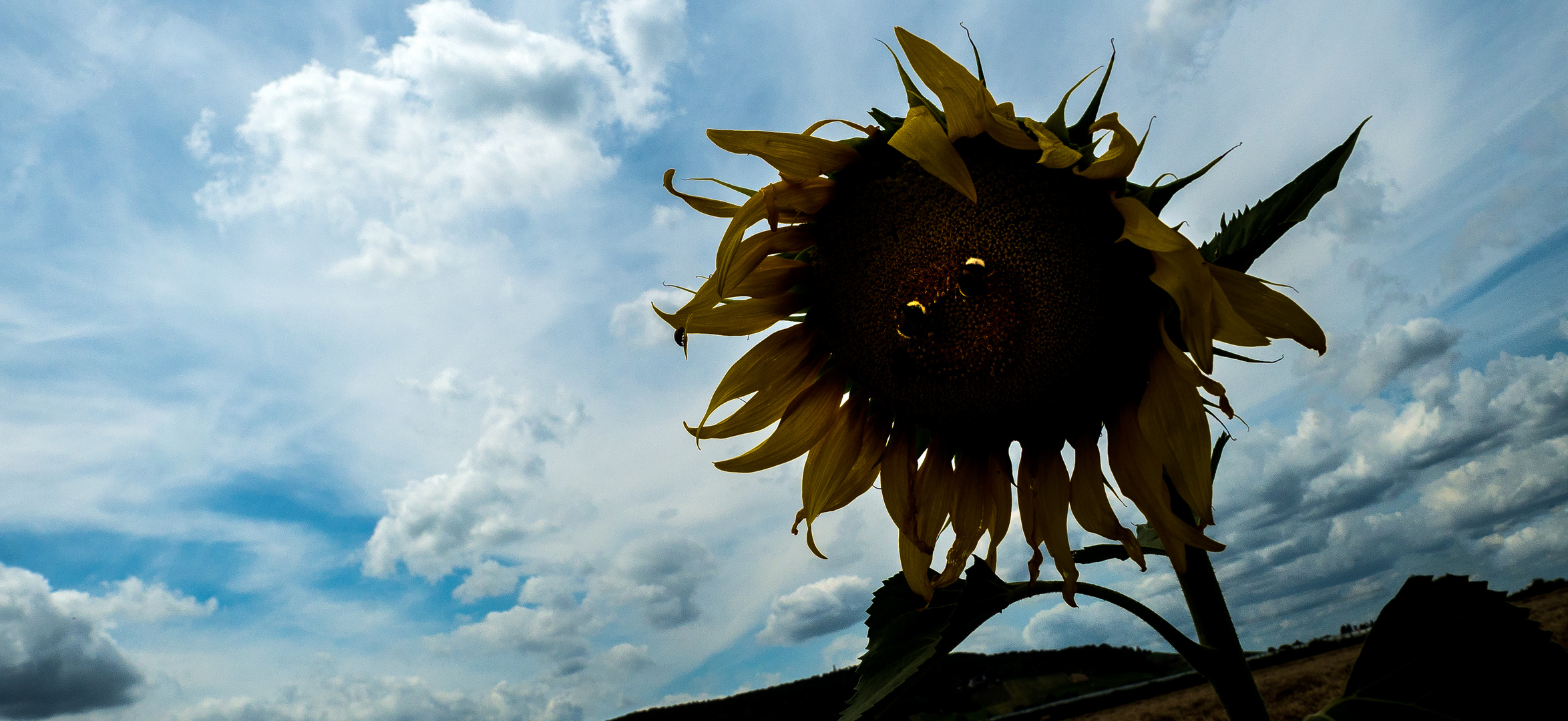 Der  gutmütige Sonnenblumen-Geist