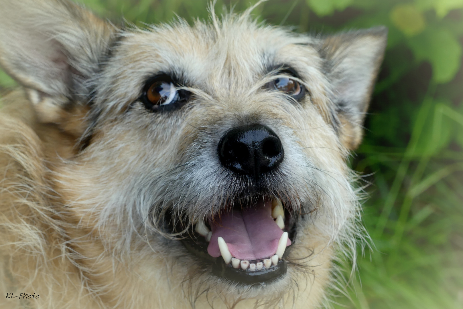 "Der GUUUUUUTE" Theo, Berger de Picardie Mischling, 9 J.