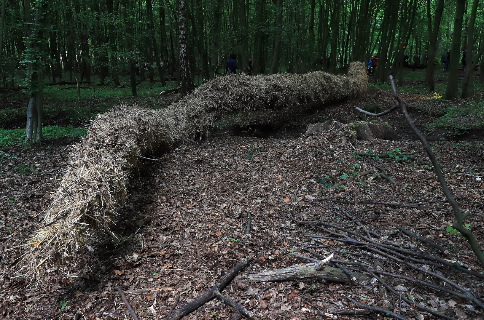 Haarige Pflaumen Bilder Haarige Pflaumen Bilder