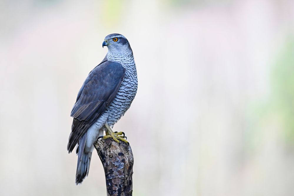 der Habicht. Foto & Bild tiere, wildlife, wild lebende vögel Bilder