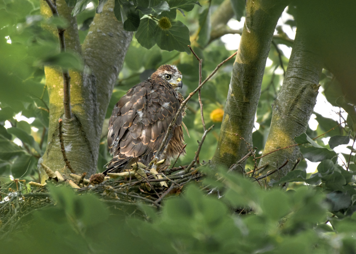 Der Habicht (Accipiter gentilis)