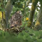 Der Habicht (Accipiter gentilis)