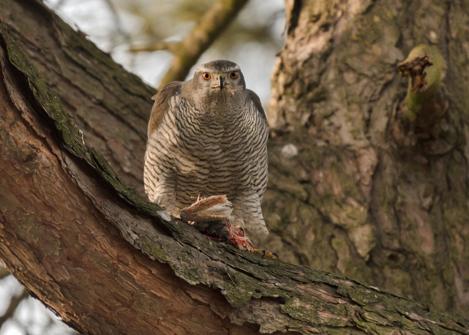 Der Habicht (Accipiter gentilis)