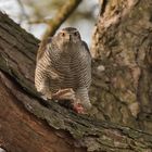 Der Habicht (Accipiter gentilis)