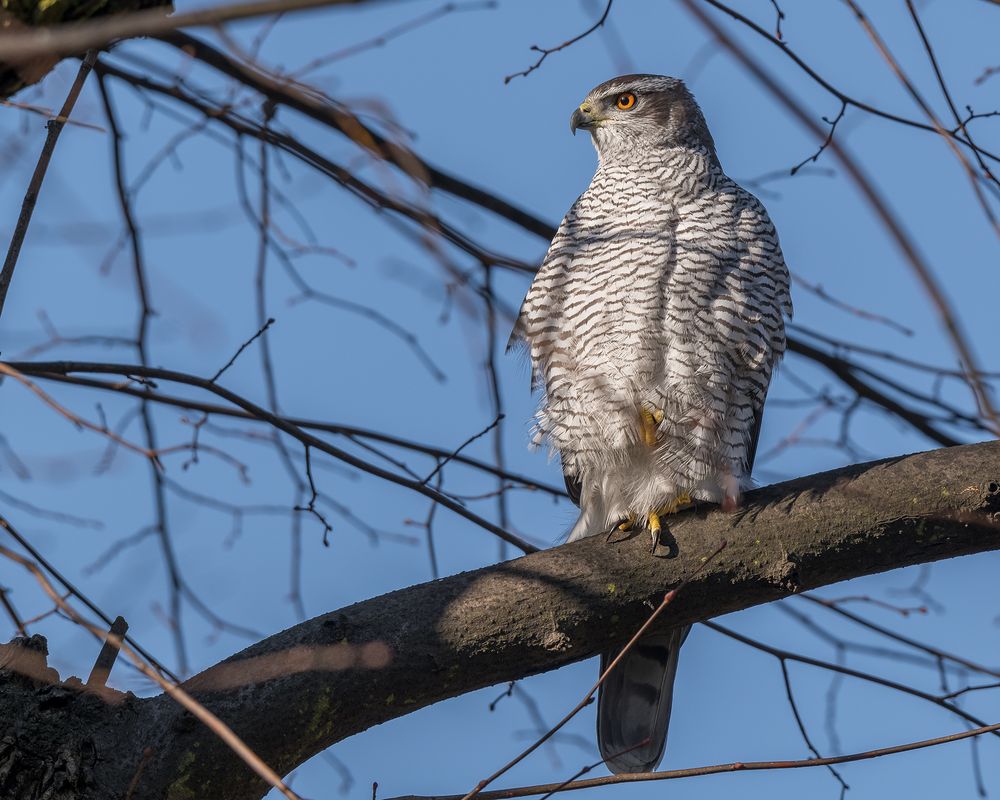 Der Habicht (Accipiter gentilis) Foto & Bild tiere, wildlife, wild