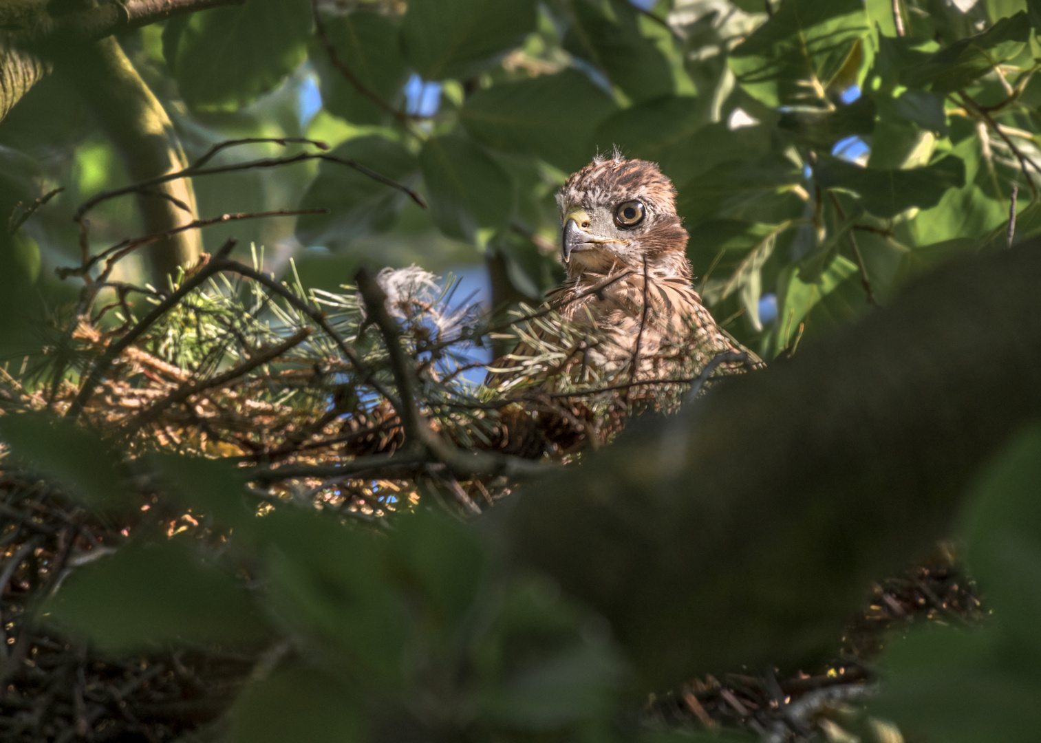 Der Habicht (Accipiter gentilis)