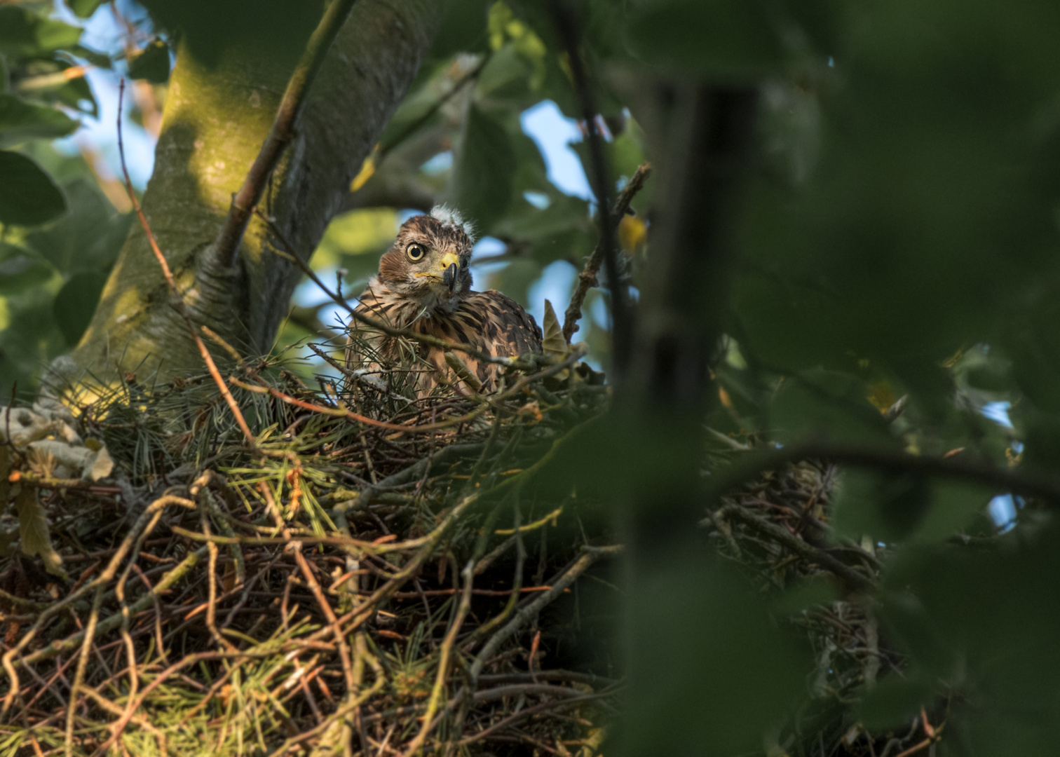 Der Habicht (Accipiter gentilis)