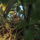 Der Habicht (Accipiter gentilis)