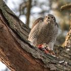 Der Habicht (Accipiter gentilis)