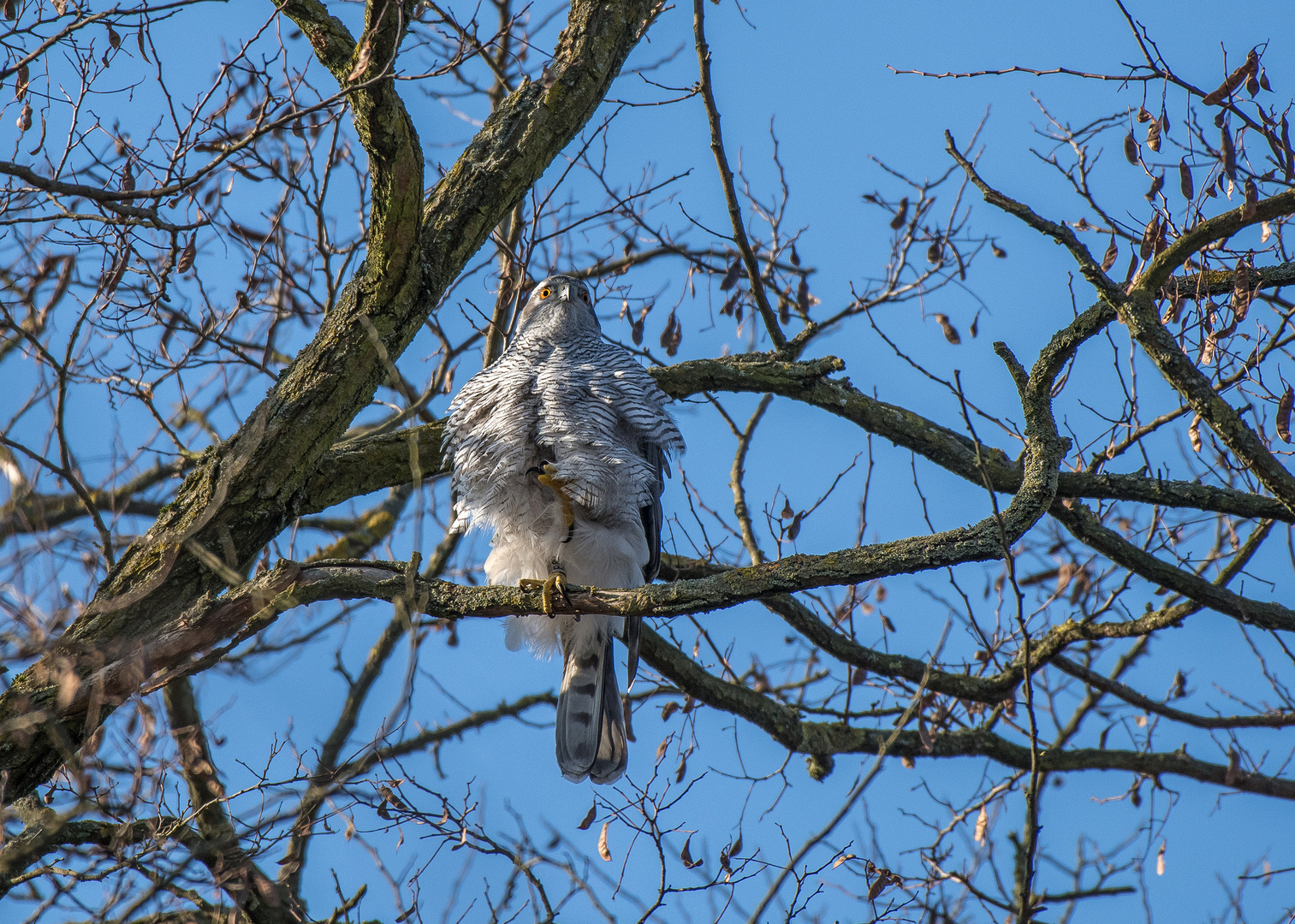 Der Habicht (Accipiter gentilis)