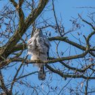 Der Habicht (Accipiter gentilis)