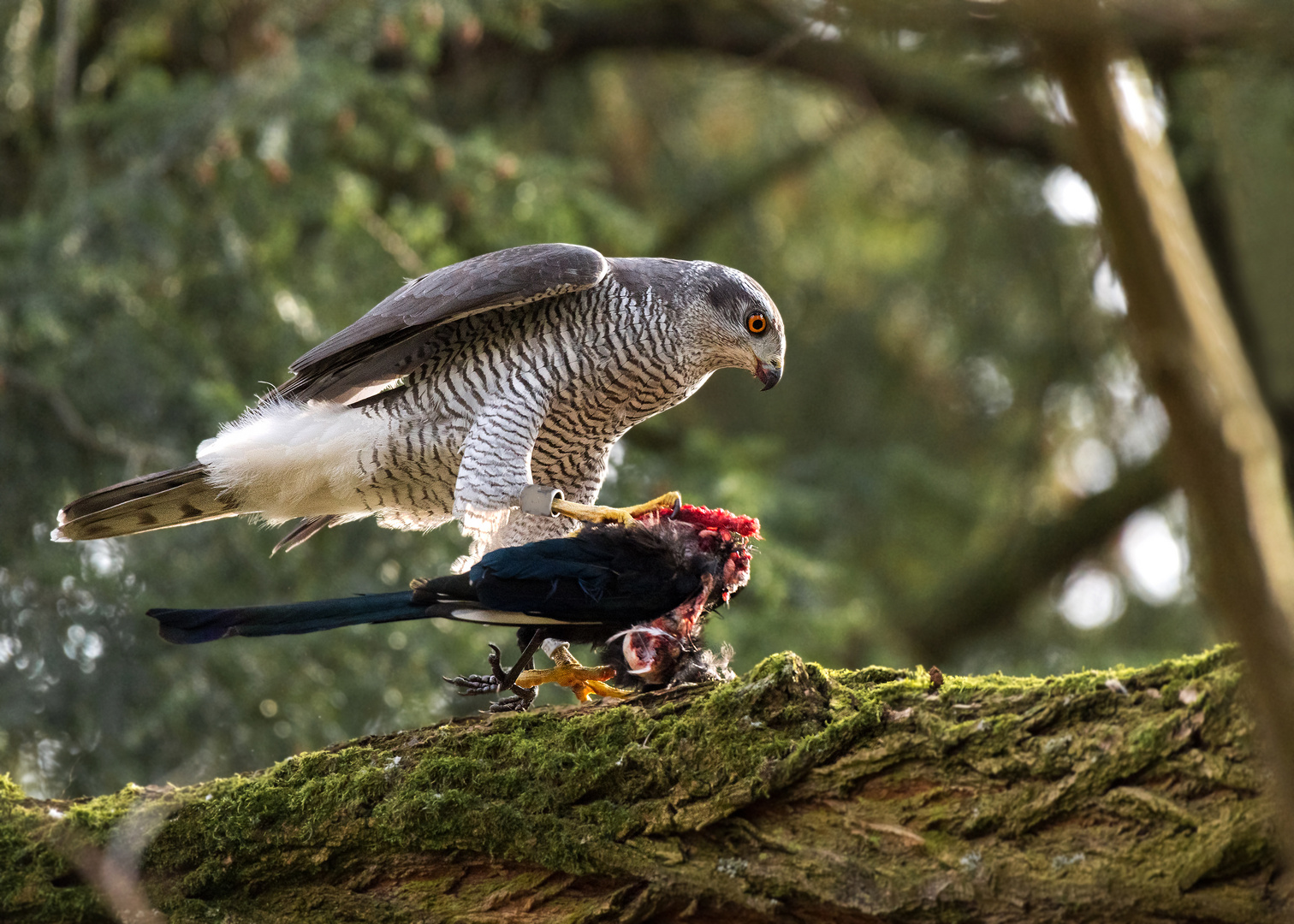 Der Habicht (Accipiter gentilis)