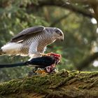 Der Habicht (Accipiter gentilis)