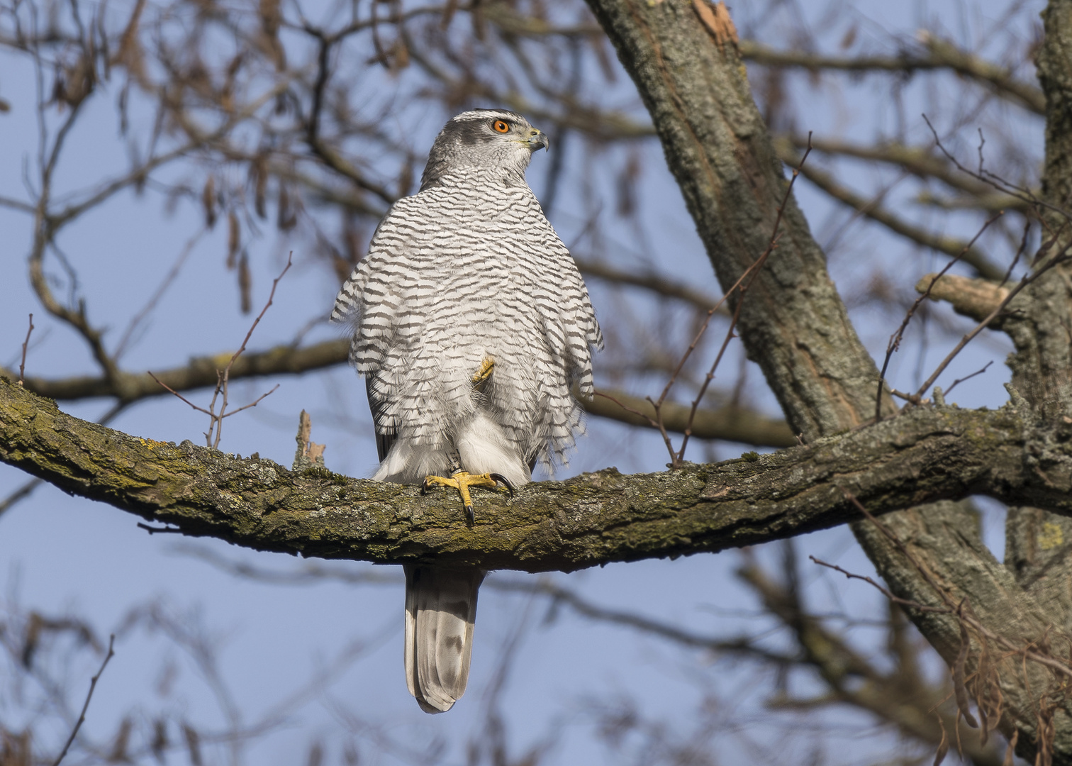 Der Habicht (Accipiter gentilis)