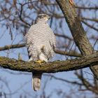 Der Habicht (Accipiter gentilis)