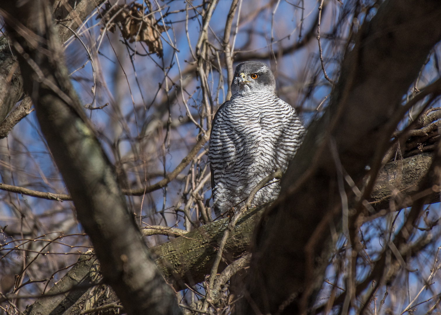 Der Habicht (Accipiter gentilis)