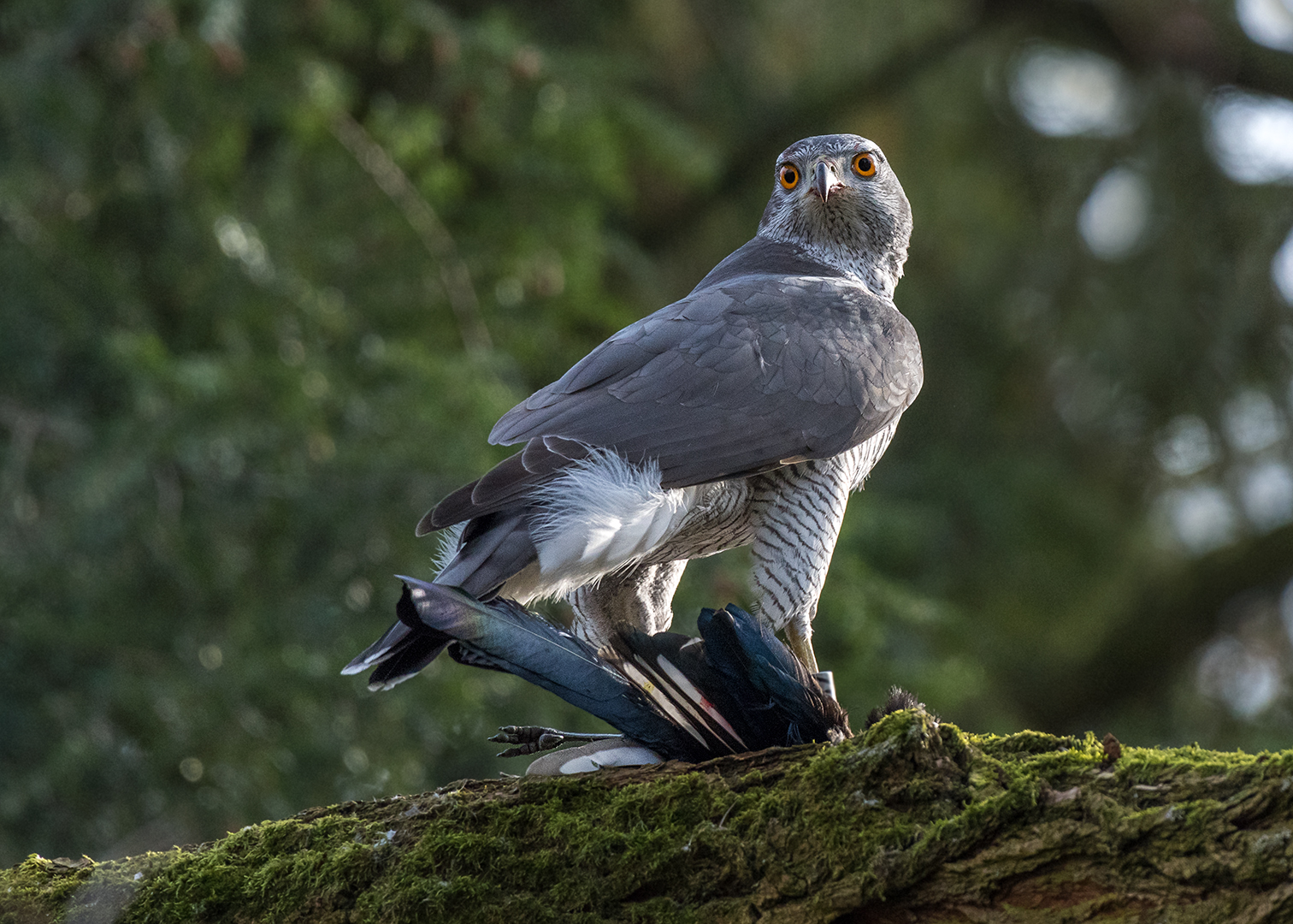 Der Habicht (Accipiter gentilis)