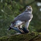 Der Habicht (Accipiter gentilis)