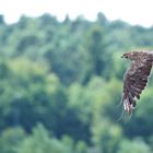 Der Habicht... der keiner ist, sondern ein Mäusebussard